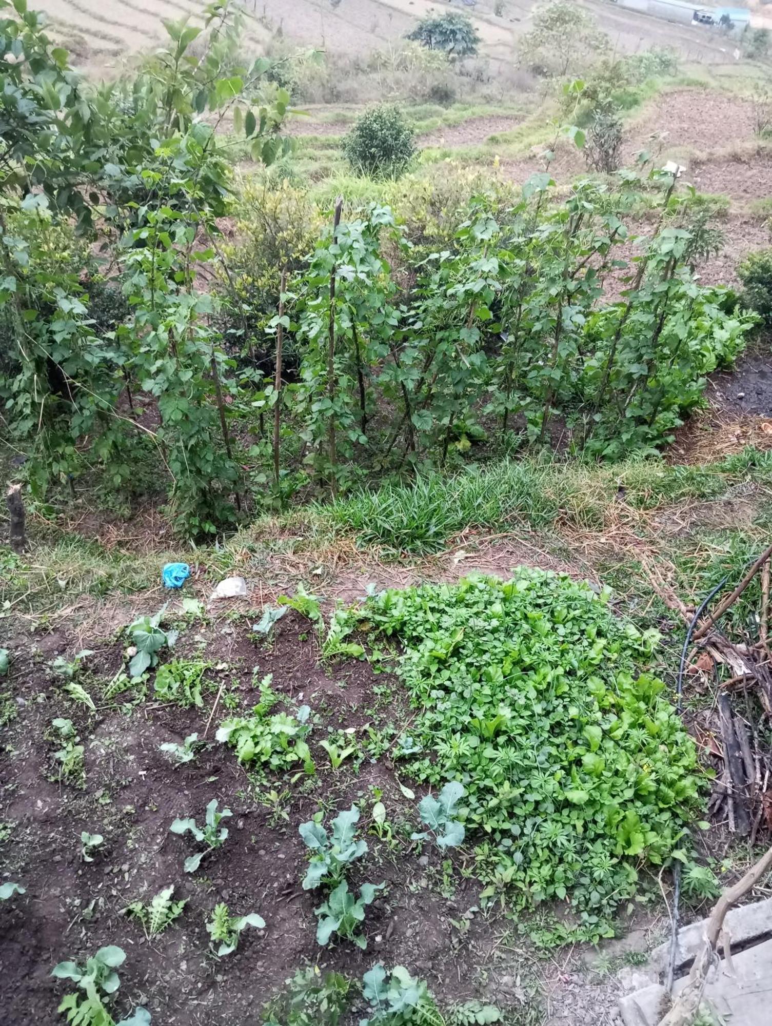 Gautam Garden Guest House Pokhara Luaran gambar